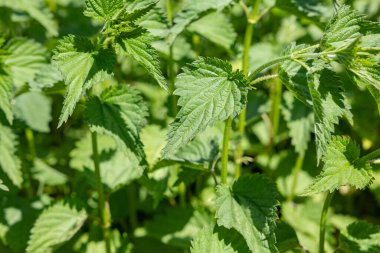 Nettle bitkisinin taze yaprakları doğada yetişiyor. Arkaplanı kapat