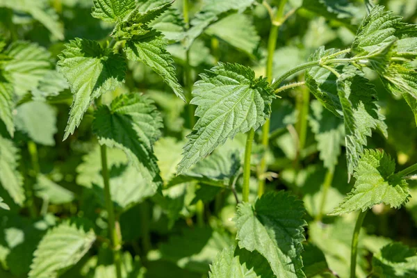 stock image Fresh leaves of Nettle plant growing in the nature. Close up background