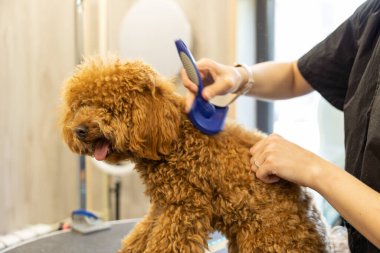 Bir el, tımar masasında küçük kırmızı bir kanişi tarar. Hayvan bakımı konsepti.