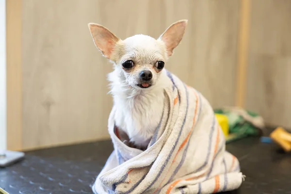 Cute hiote chihuahua in a towel after washing in the bathroom in a beauty grooming salon for dogs and cats. Grooming procedures for pets at home. A small dog has been washed and its fur is being dried