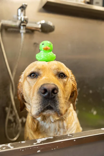 dog with a rubber duck on its head. Labrador bathes and washes in the groomer salon. Concept of pet care and grooming for dogs.