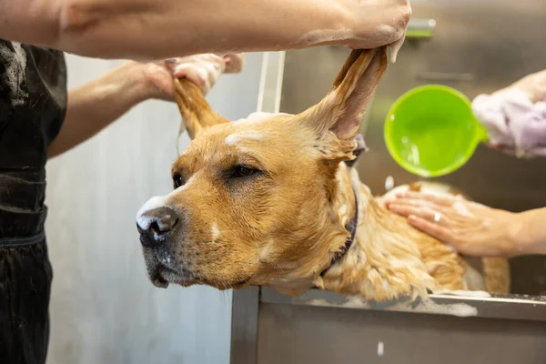 Perempuan Dengan Lembut Mencuci Anjing Labradoodle Dengan Sampo Kamar Mandi — Stok Foto