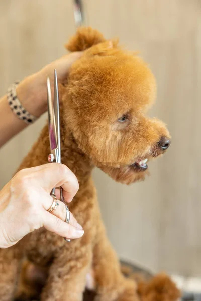グルーミングサロンのはさみで中プードル犬の毛を切るグルーマー ペットケアの概念 — ストック写真