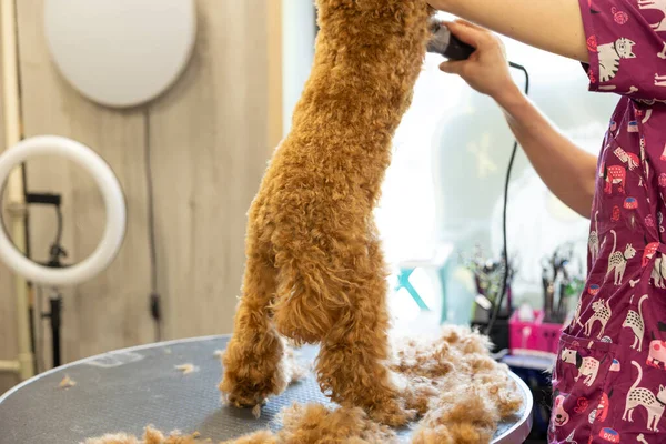 Pelos Corte Del Peluquero Perro Caniche Rizado Por Trimmer Corte —  Fotos de Stock