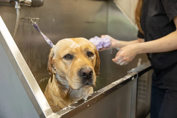 Peluqueros Lavando Suavemente Perro Labradoodle Con Champú Baño Salón Aseo —  Fotos de Stock
