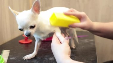 Özel bir aletin yardımıyla evcil hayvan dükkanında bir Chihuahua tüy dökmüş. Chi hua hua 'yı tarayan tımarcı