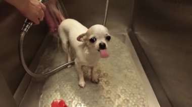 Usta bir tımarcı bir chihuahua yıkar. Chihuahua, kuaförde özel bir banyoda banyo yapıyor.