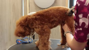 Profesyonel kadın tımarcı, kahverengi kaniş köpeğini budayıcı ile tıraş eder. Hayvan tıraşı ve evcil hayvan bakımı..