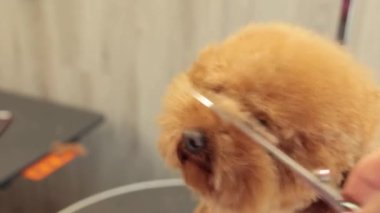 Kadın eli, evcil hayvan kuaföründe seyreltici makasla bir köpeğin kaküllerini kesti. Altın bir kaniş, bir bakım stüdyosundaki saç kesimine saygılı bir şekilde oturur..