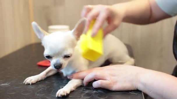 Derramamiento Expreso Chihuahua Salón Mascotas Con Ayuda Una Herramienta Especial — Vídeos de Stock