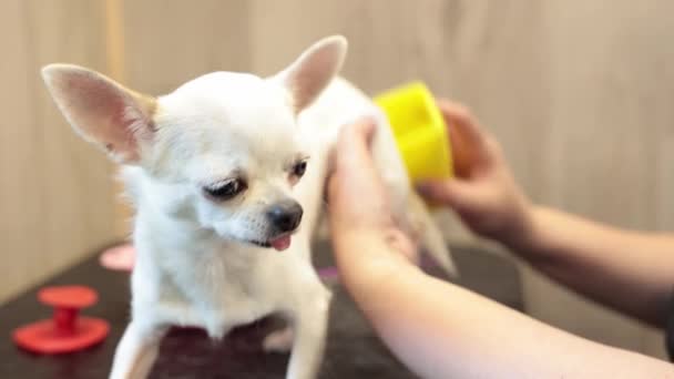 Özel Bir Aletin Yardımıyla Evcil Hayvan Dükkanında Bir Chihuahua Tüy — Stok video