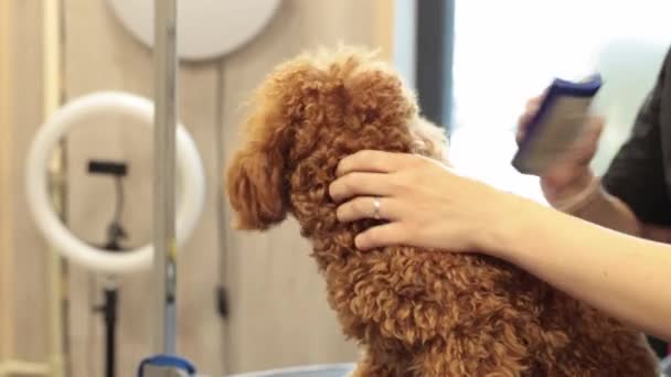 美容师在沙龙里装饰红色狮子狗 动物护理及护理 — 图库视频影像