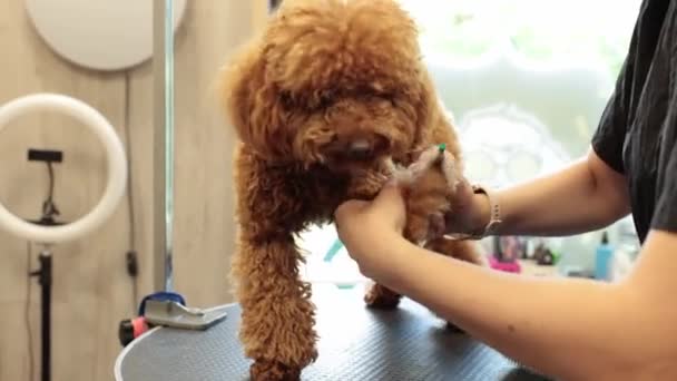 Mulher Profissional Groomer Barba Cão Poodle Marrom Com Trimmer Corte — Vídeo de Stock