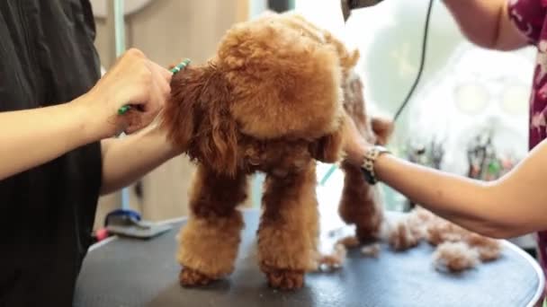 职业女性美容师用修剪器剃光棕色狮子狗的毛 家中的动物剪毛和爱抚 — 图库视频影像