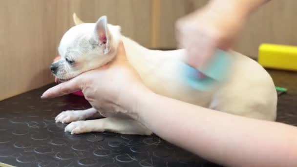 Derramamiento Expreso Chihuahua Salón Mascotas Con Ayuda Una Herramienta Especial — Vídeos de Stock