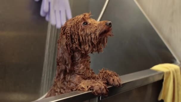 グルーミングサロンや獣医センターの浴室の白いプールで入浴 グルーマーは犬を洗っています 動物愛護 — ストック動画