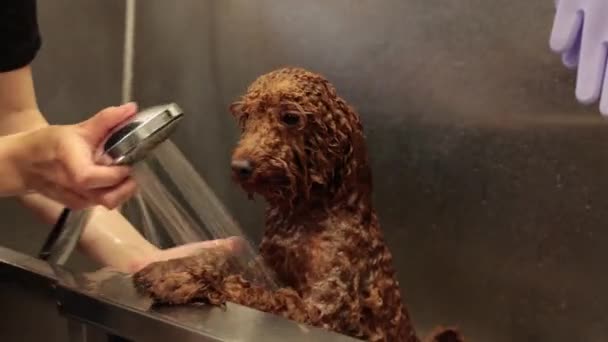 Bathing White Poodle Bathroom Grooming Salon Veterinary Center Groomer Washing — Stock Video