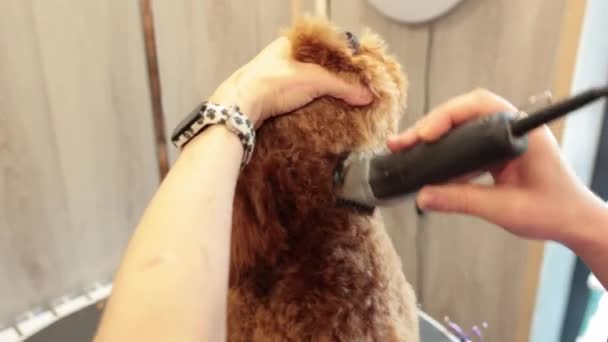 职业女性美容师用修剪器剃光棕色狮子狗的毛 家中的动物剪毛和爱抚 — 图库视频影像
