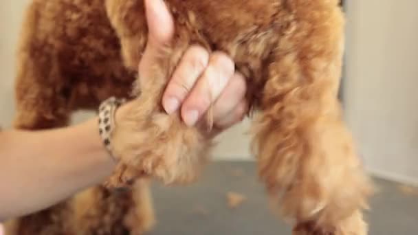 Close Female Groomer Cutting Paw Purebred Curly Dog Poodle Trimmer — Stock Video