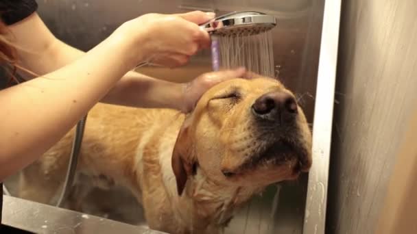 Ápoló Fürdés Labrador Kutya Szalon Fürdőszobában — Stock videók