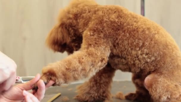 Κοντινό Πλάνο Του Γυναικείου Ποδιού Κοπής Καθαρόαιμων Σγουρών Σκυλιών Από — Αρχείο Βίντεο