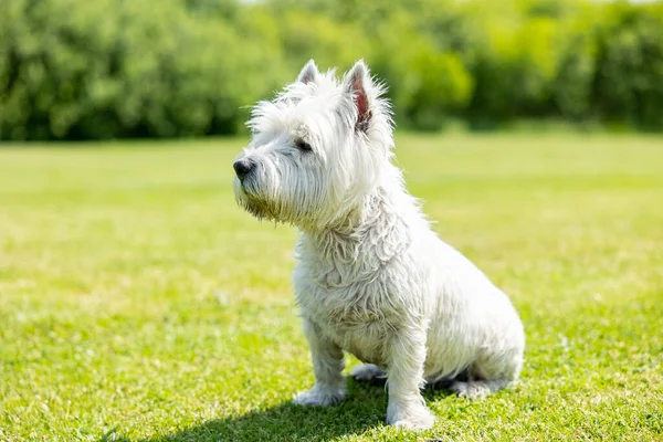 Ein Netter Alter Schmutziger Westie West Highland Terrier Einem Örtlichen — Stockfoto