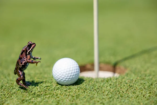 Uma Bola Golfe Buraco Perto Sapo — Fotografia de Stock