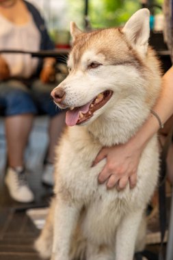 Sibirya Husky portresi, Sibirya Husky suratı. Açık havada kahverengi gözlü, güçlü köpek ağızlığı.