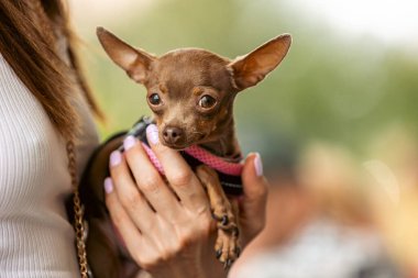 Güzel küçük bir köpeğin portresi, bir kadının kollarında kahverengi oyuncak teriyer.