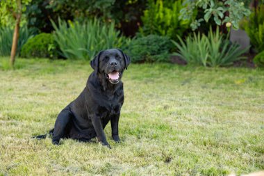 Yetişkin siyah labrador çimlerin üzerinde oturuyor.