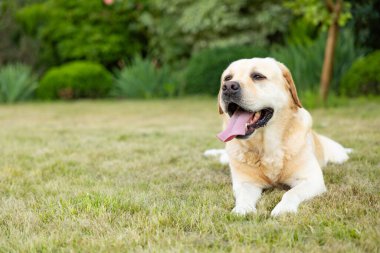 Saf labrador Retriever köpeğinin portresi güneşli yaz gününde çimen parkında uzanıyor..