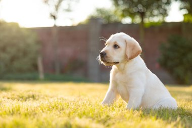 Labrador av köpeğinin portresi. Çimlerin üzerinde açık hava fotoğrafı