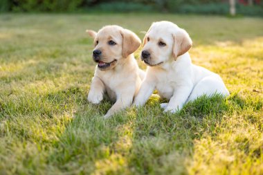 İki Labrador av köpeği yavrusunun portresi.