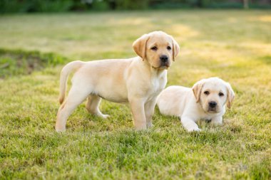 İki Labrador av köpeği yavrusunun portresi.