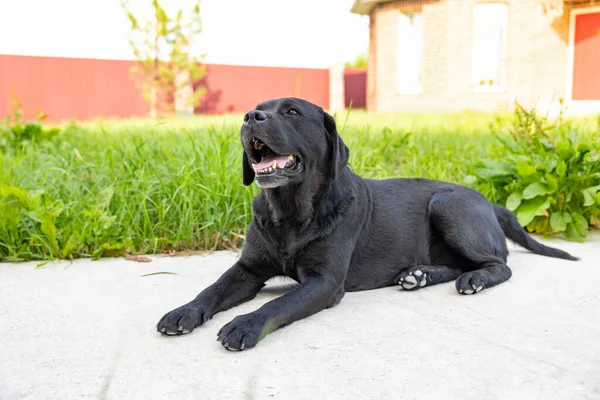 Erwachsener Schwarzer Labrador Liegt Gras — Stockfoto