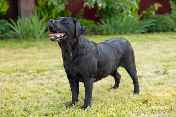 Adulto Negro Labrador Standinh Hierba Aire Libre —  Fotos de Stock