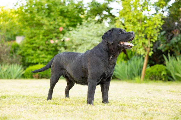 Erwachsener Schwarzer Labrador Steht Auf Dem Gras Freien — Stockfoto