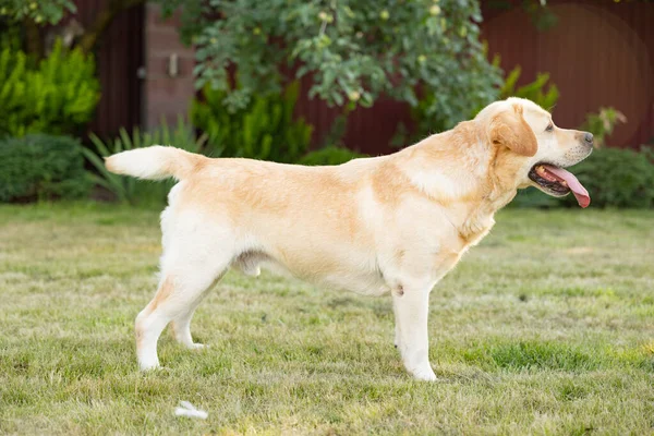 Potret Labrador Ras Anjing Retriever Berdiri Luar Rumah Taman Rumput — Stok Foto