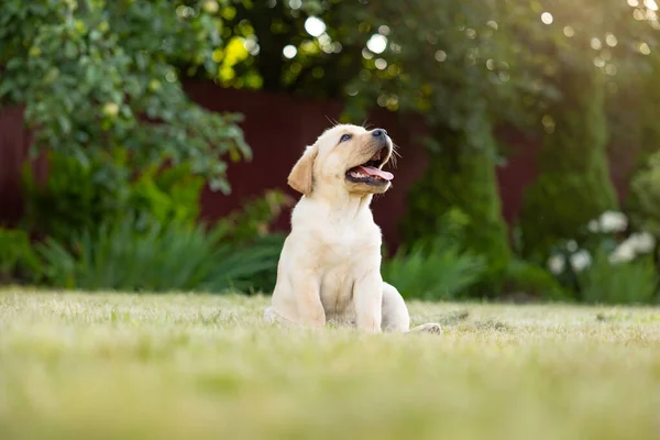Porträt Eines Labrador Retriever Welpen Foto Freien Auf Gras — Stockfoto