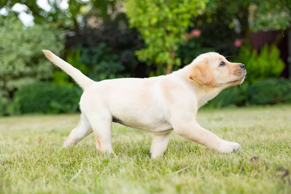 拉布拉多猎犬的肖像 草地上的户外照片 — 图库照片