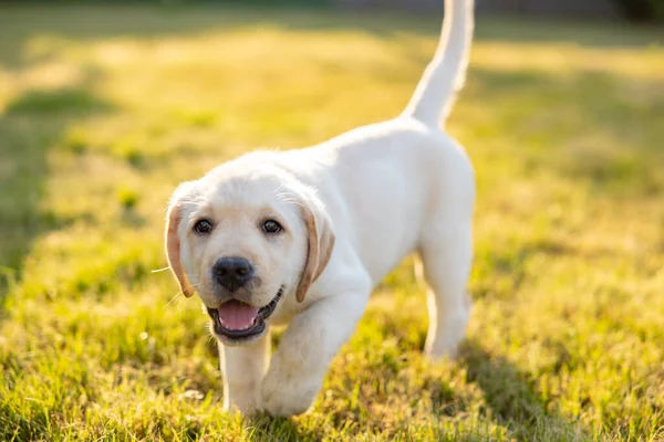 Portrait Labrador Retriever Puppy Outdoor Photo Grass — Stock Photo, Image