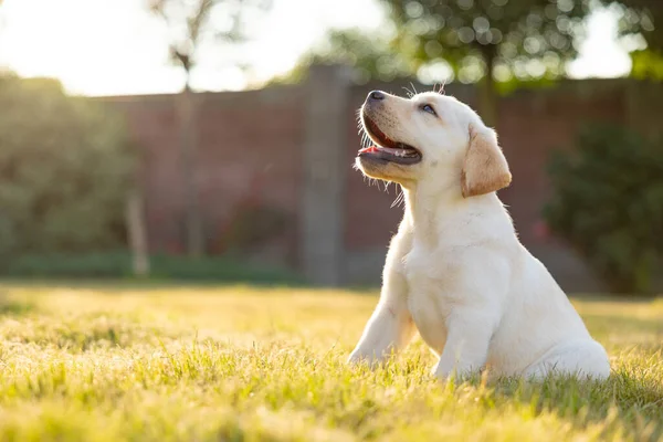 Retrato Cachorro Labrador Retriever Foto Aire Libre Sobre Hierba —  Fotos de Stock
