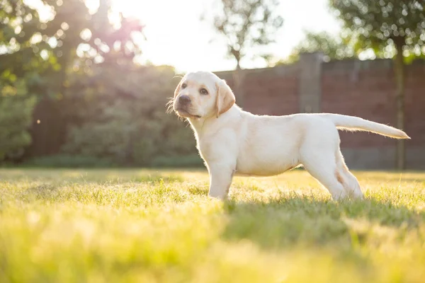 Porträt Eines Labrador Retriever Welpen Foto Freien Auf Gras — Stockfoto