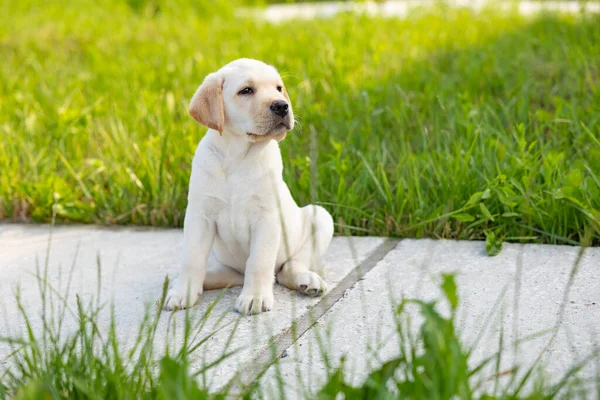 Retrato Cachorro Labrador Retriever Foto Aire Libre Sobre Hierba —  Fotos de Stock