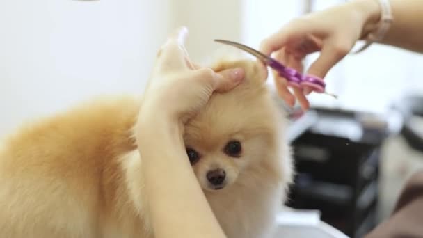 Pes Pečuje Haircut Uších Roztomilé Červené Spitz — Stock video
