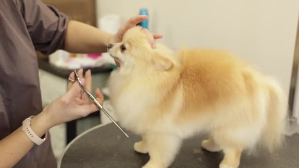 Feliz Lindo Pomeranian Dog Siendo Arreglado Salón Profesional Cuida Perro — Vídeos de Stock