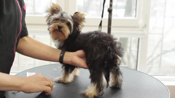 Cutting Hair Yorkshire Terrier Paws Salon — Stock Video