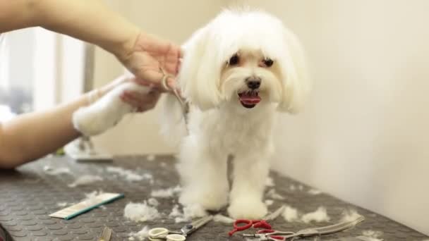 Pet Groomer Takes Care Maltese Puppy Vet Clinic Professional Animal — Stock Video