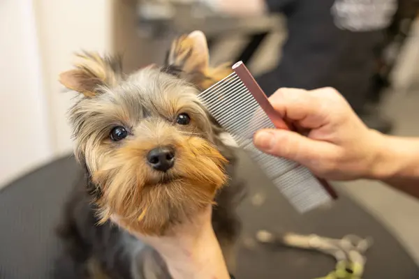 Grooming Dog. Pet Groomer Brushing Dog\'s Hair With Comb At Salon