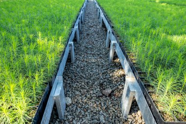 Dışarıdaki fidanlıkta yetişen küçük bir çam ağacı. Yılbaşı ağacı fidanlarıyla dolu sıralar